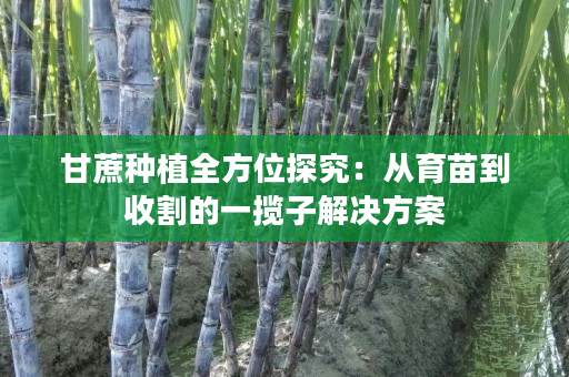 甘蔗种植全方位探究：从育苗到收割的一揽子解决方案