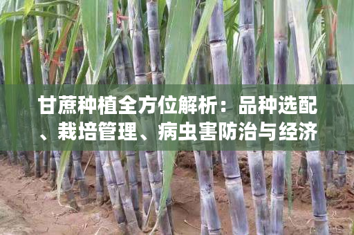 甘蔗种植全方位解析：品种选配、栽培管理、病虫害防治与经济效益分析