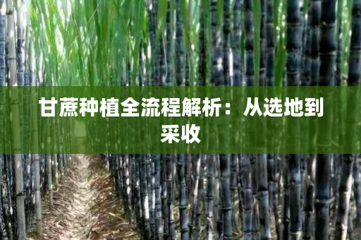 甘蔗种植全流程解析：从选地到采收