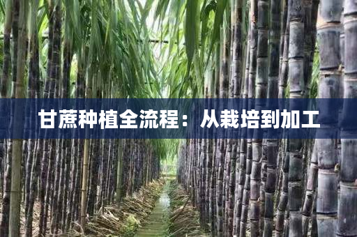 甘蔗种植全流程：从栽培到加工