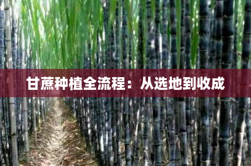 甘蔗种植全流程：从选地到收成