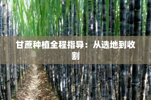 甘蔗种植全程指导：从选地到收割