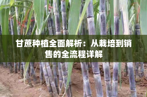 甘蔗种植全面解析：从栽培到销售的全流程详解