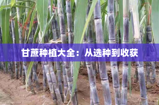 甘蔗种植大全：从选种到收获