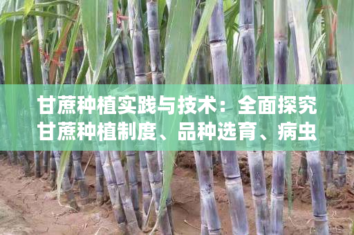 甘蔗种植实践与技术：全面探究甘蔗种植制度、品种选育、病虫害防治技术及市场前景