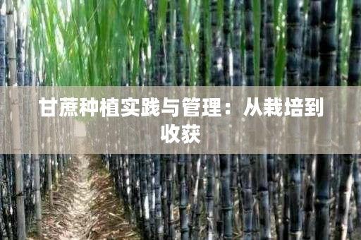 甘蔗种植实践与管理：从栽培到收获