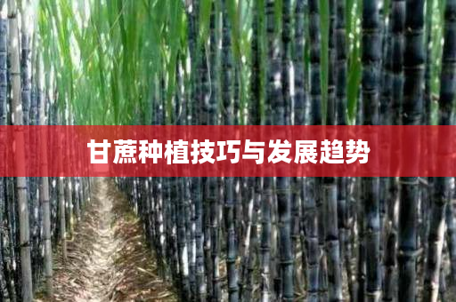 甘蔗种植技巧与发展趋势