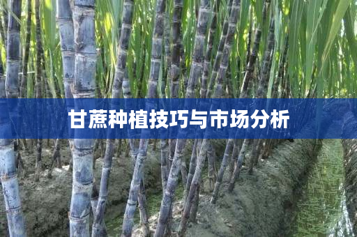 甘蔗种植技巧与市场分析