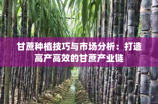 甘蔗种植技巧与市场分析：打造高产高效的甘蔗产业链