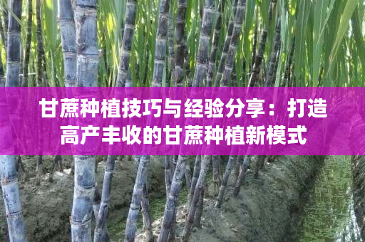 甘蔗种植技巧与经验分享：打造高产丰收的甘蔗种植新模式