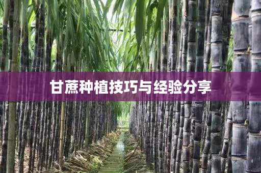 甘蔗种植技巧与经验分享