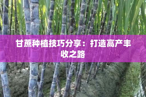 甘蔗种植技巧分享：打造高产丰收之路