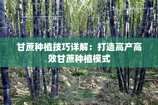 甘蔗种植技巧详解：打造高产高效甘蔗种植模式