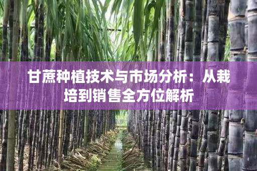 甘蔗种植技术与市场分析：从栽培到销售全方位解析