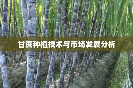 甘蔗种植技术与市场发展分析