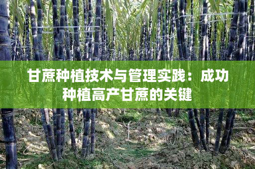 甘蔗种植技术与管理实践：成功种植高产甘蔗的关键