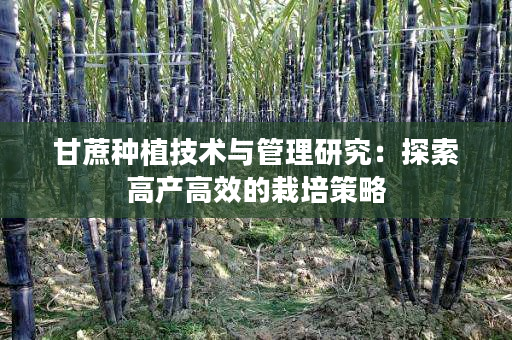 甘蔗种植技术与管理研究：探索高产高效的栽培策略