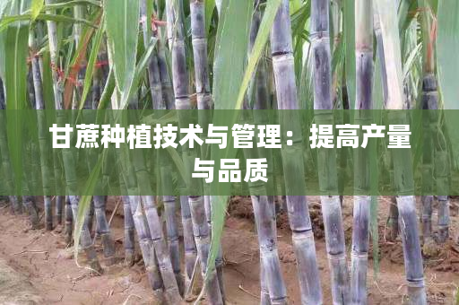 甘蔗种植技术与管理：提高产量与品质