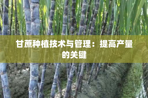 甘蔗种植技术与管理：提高产量的关键