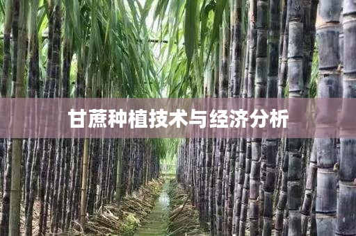 甘蔗种植技术与经济分析