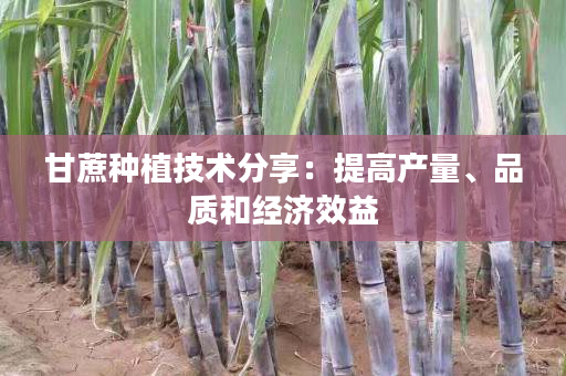 甘蔗种植技术分享：提高产量、品质和经济效益