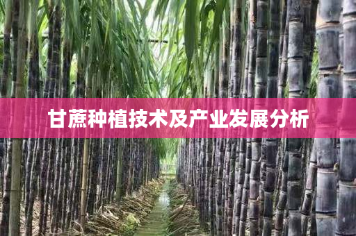 甘蔗种植技术及产业发展分析