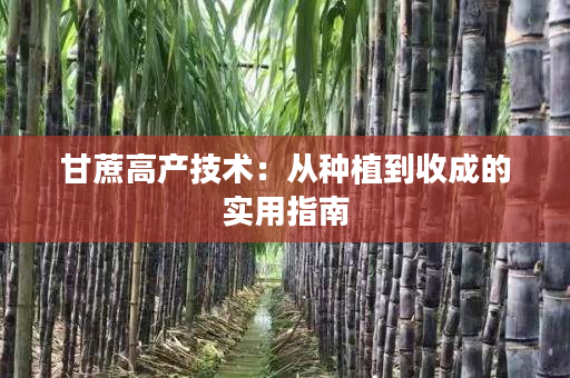 甘蔗高产技术：从种植到收成的实用指南