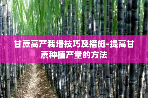 甘蔗高产栽培技巧及措施-提高甘蔗种植产量的方法