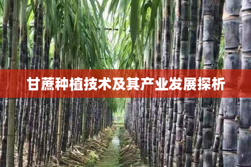 甘蔗种植技术及其产业发展探析