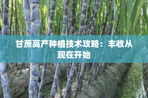 甘蔗高产种植技术攻略：丰收从现在开始