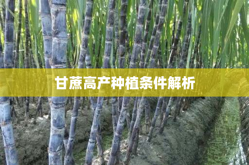 甘蔗高产种植条件解析