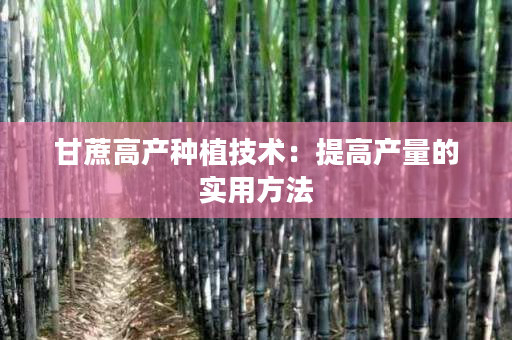 甘蔗高产种植技术：提高产量的实用方法