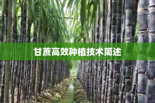 甘蔗高效种植技术简述