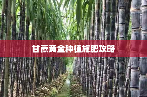 甘蔗黄金种植施肥攻略