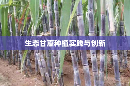 生态甘蔗种植实践与创新