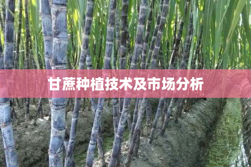 甘蔗种植技术及市场分析