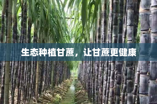 生态种植甘蔗，让甘蔗更健康