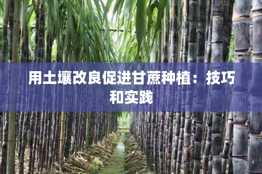 用土壤改良促进甘蔗种植：技巧和实践