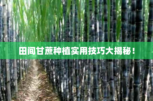 田间甘蔗种植实用技巧大揭秘！