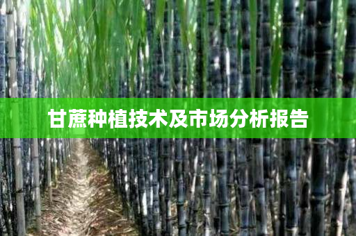 甘蔗种植技术及市场分析报告