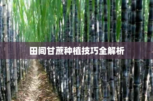 田间甘蔗种植技巧全解析