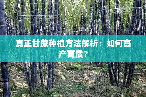 真正甘蔗种植方法解析：如何高产高质？