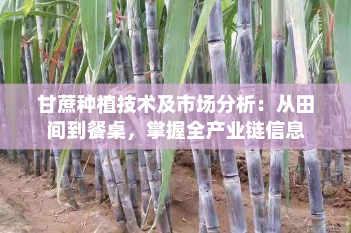 甘蔗种植技术及市场分析：从田间到餐桌，掌握全产业链信息