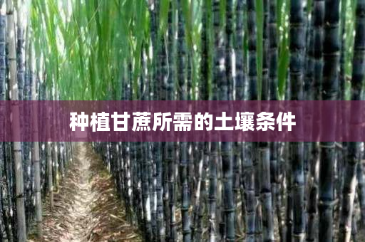 种植甘蔗所需的土壤条件