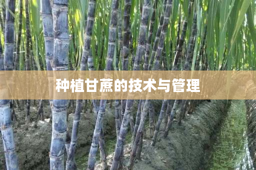 种植甘蔗的技术与管理