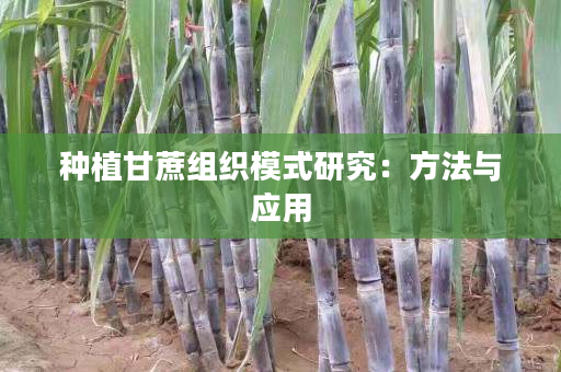 种植甘蔗组织模式研究：方法与应用