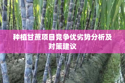 种植甘蔗项目竞争优劣势分析及对策建议