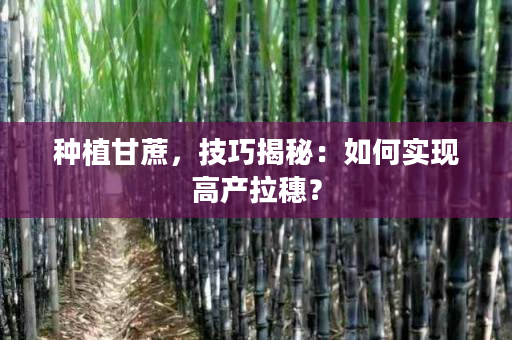 种植甘蔗，技巧揭秘：如何实现高产拉穗？