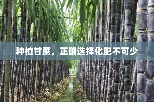 种植甘蔗，正确选择化肥不可少