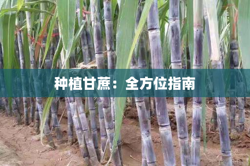 种植甘蔗：全方位指南